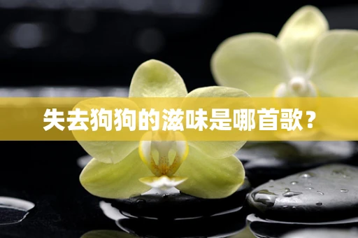 失去狗狗的滋味是哪首歌？