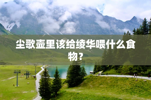 尘歌壶里该给绫华喂什么食物？