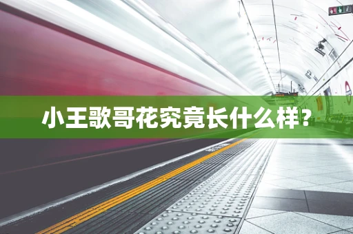 小王歌哥花究竟长什么样？